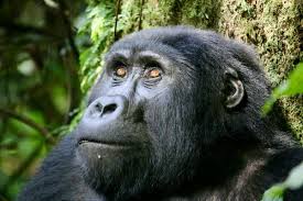 Gorilla family in Bwindi